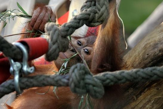 Orang Utan Zoo Frankfurt am Main 2014