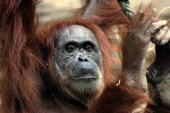 Orang Utan Zoo Frankfurt am Main 2014