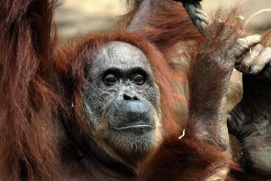 Orang Utan Zoo Frankfurt am Main 2014