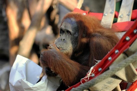 Orang Utan Zoo Frankfurt am Main 2014