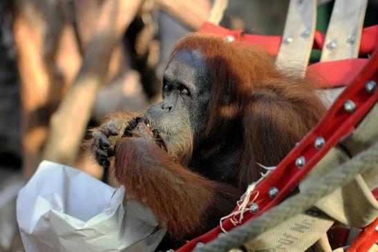 Orang Utan Zoo Frankfurt am Main 2014