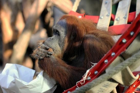 Orang Utan Zoo Frankfurt am Main 2014