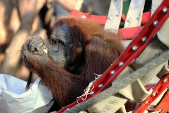 Orang Utan Zoo Frankfurt am Main 2014