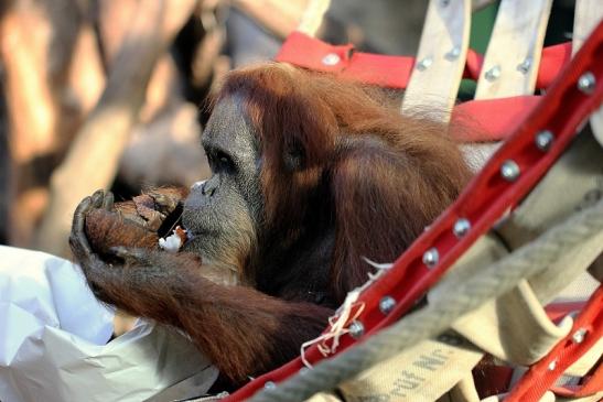 Orang Utan Zoo Frankfurt am Main 2014