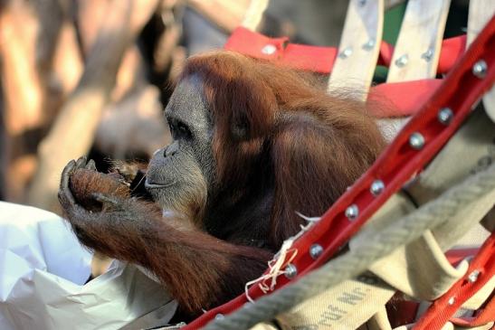 Orang Utan Zoo Frankfurt am Main 2014