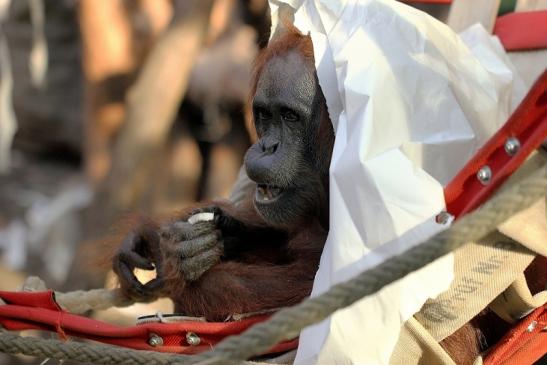 Orang Utan Zoo Frankfurt am Main 2014