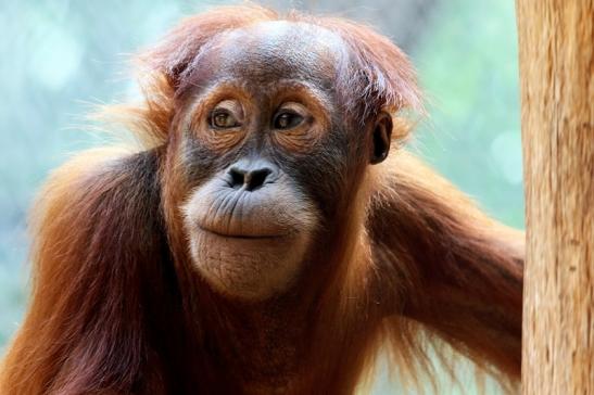 Orang Utan Zoo Frankfurt am Main 2017