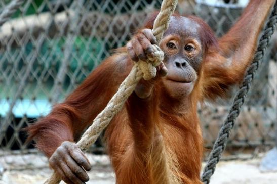 Orang Utan Zoo Frankfurt am Main 2017