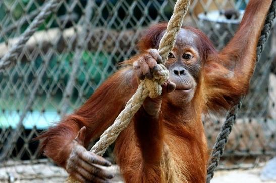 Orang Utan Zoo Frankfurt am Main 2017