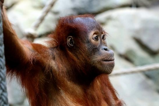 Orang Utan Zoo Frankfurt am Main 2017