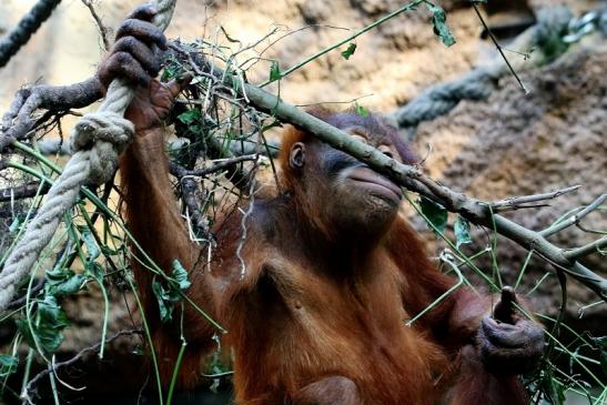 Orang Utan Zoo Frankfurt am Main 2017