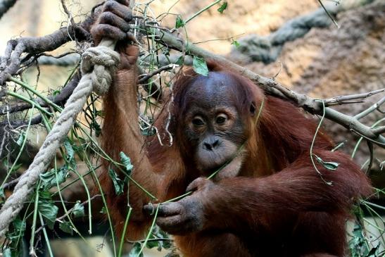 Orang Utan Zoo Frankfurt am Main 2017