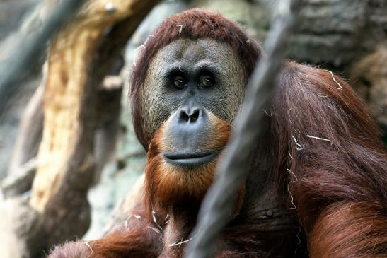 Orang Utan Zoo Frankfurt am Main 2018