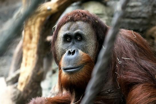 Orang Utan Zoo Frankfurt am Main 2018