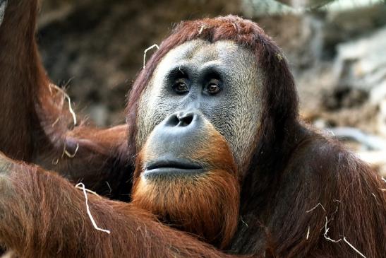 Orang Utan Zoo Frankfurt am Main 2018