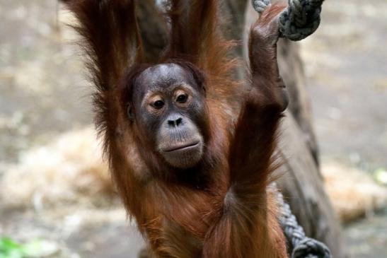 Orang Utan Zoo Frankfurt am Main 2018