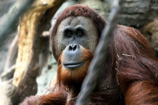 Orang Utan Zoo Frankfurt am Main 2018