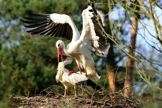 Foto des Monats Juni 2018 Weißstorch "Paarung" Wildpark Alte Fasanerie Klein Auheim