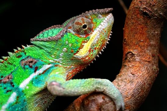 Pantherchamäleon Zoo Vivarium Darmstadt 2013