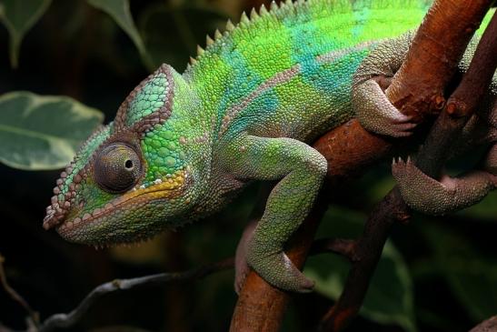 Pantherchamäleon Zoo Vivarium Darmstadt 2014