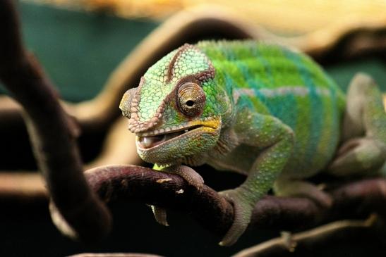 Pantherchamäleon Zoo Vivarium Darmstadt 2014