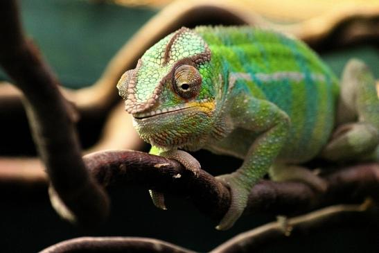 Pantherchamäleon Zoo Vivarium Darmstadt 2014