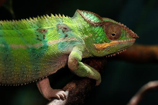 Pantherchamäleon Zoo Vivarium Darmstadt 2014