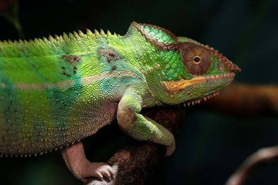 Pantherchamäleon Zoo Vivarium Darmstadt 2014