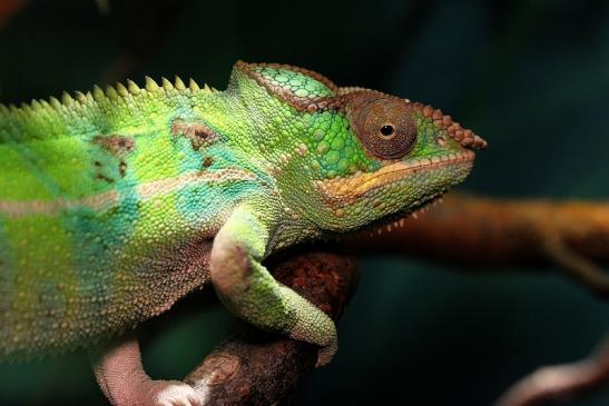 Pantherchamäleon Zoo Vivarium Darmstadt 2014