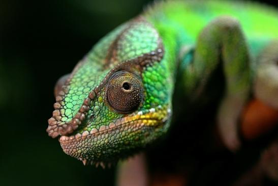 Pantherchamäleon Zoo Vivarium Darmstadt 2014