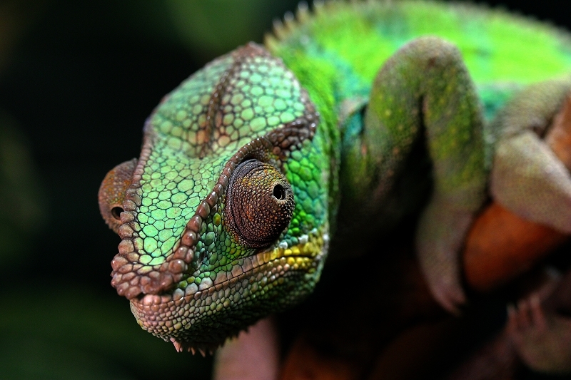 Pantherchamäleon Zoo Vivarium Darmstadt 2014