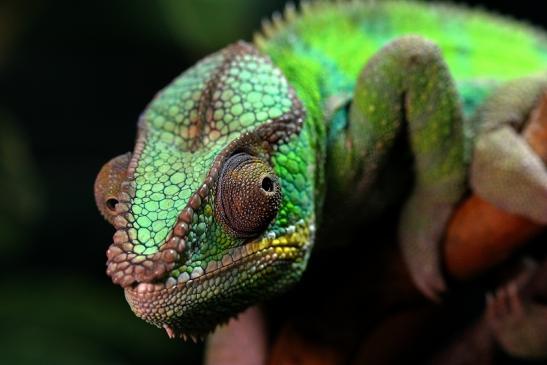 Pantherchamäleon Zoo Vivarium Darmstadt 2014