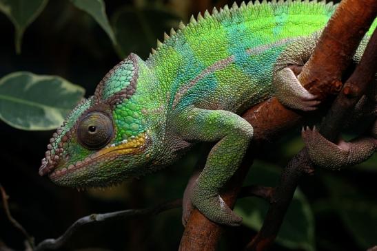 Pantherchamäleon Zoo Vivarium Darmstadt 2014