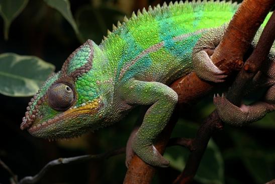 Pantherchamäleon Zoo Vivarium Darmstadt 2014