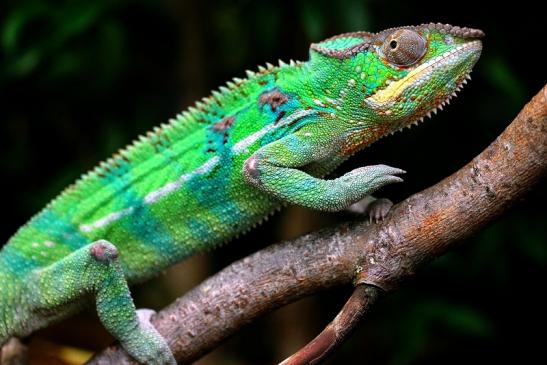 Pantherchamäleon Zoo Vivarium Darmstadt 2013