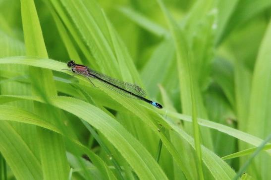 Pechlibelle Patershäuser Wiesen und Wälder Heusenstamm 2016