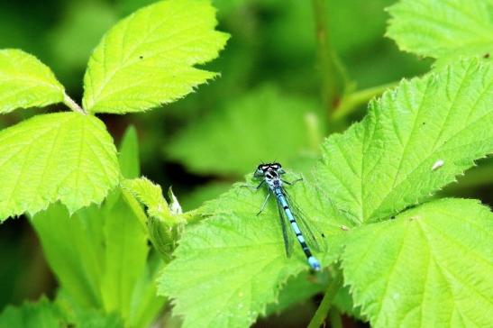 Pechlibelle Patershäuser Wiesen und Wälder Heusenstamm 2016