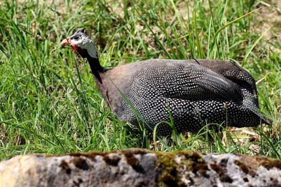 Perlhuhn Opel Zoo Kronberg 2019