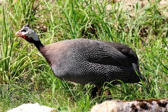 Perlhuhn Opel Zoo Kronberg 2019