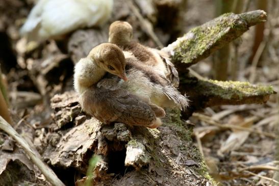Pfau Jungtiere Wildpark Alte Fasanerie Klein Auheim 2023