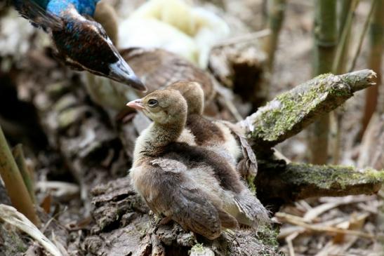 Pfau Jungtiere Wildpark Alte Fasanerie Klein Auheim 2023