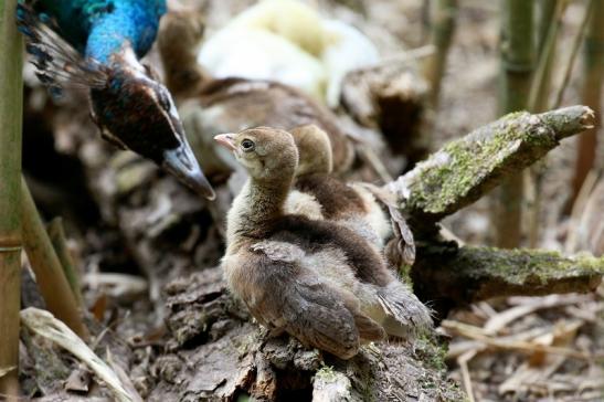 Asiatischer Pfau Jungtiere Wildpark Alte Fasanerie Klein Auheim 2023