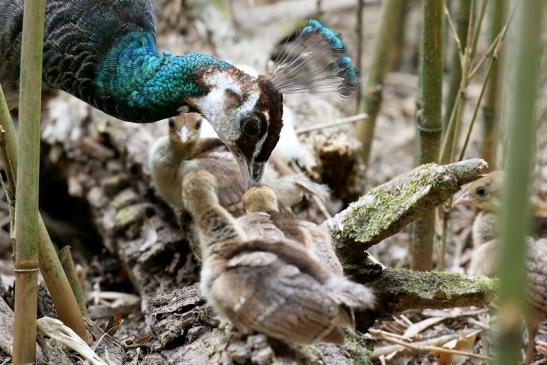 Pfau Jungtiere Wildpark Alte Fasanerie Klein Auheim 2023