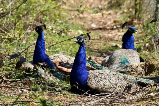 Pfau - Wildpark Alte Fasanerie Klein Auheim 2019