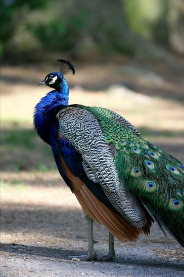 Pfau Wildpark Alte Fasanerie Klein Auheim Mai 2022