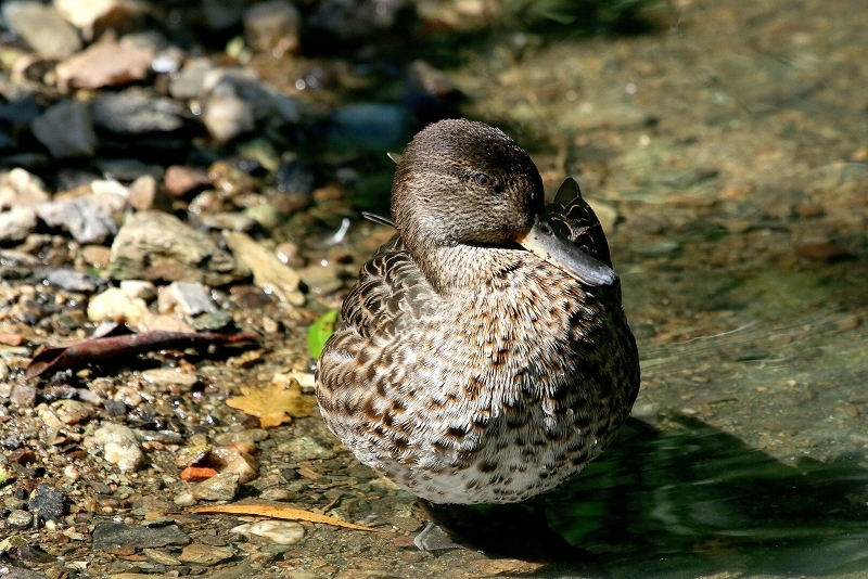 Pfeifente Opel Zoo Kronberg 2016