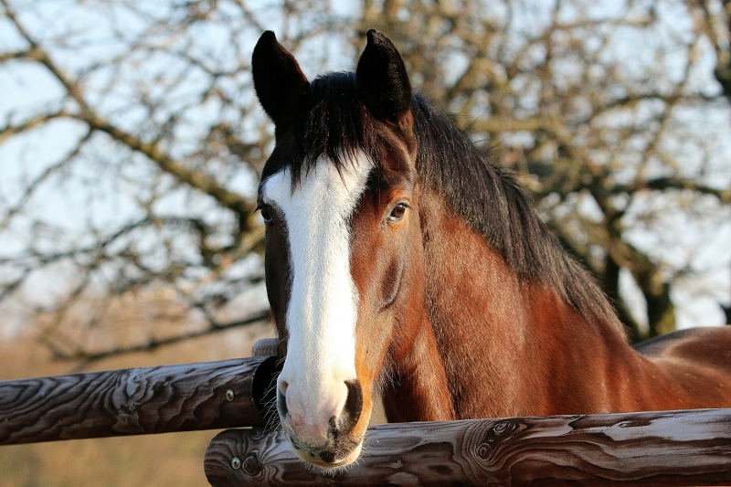 Pferd auf einer Koppel Flörsheim-Hochheim 2017