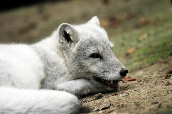 Polarfuchs Opel Zoo Kronberg 2014