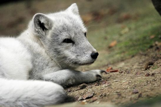 Polarfuchs Opel Zoo Kronberg 2014