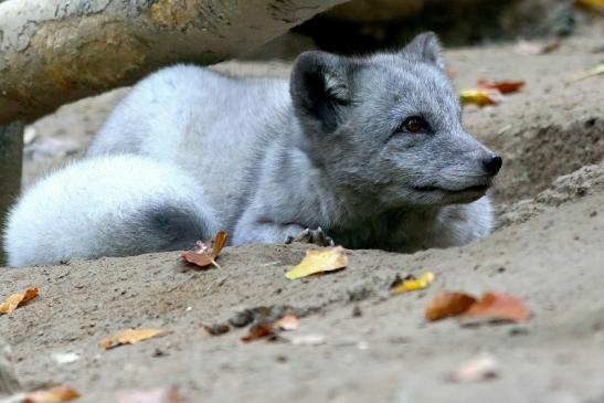 Polarfuchs Opel Zoo Kronberg 2017